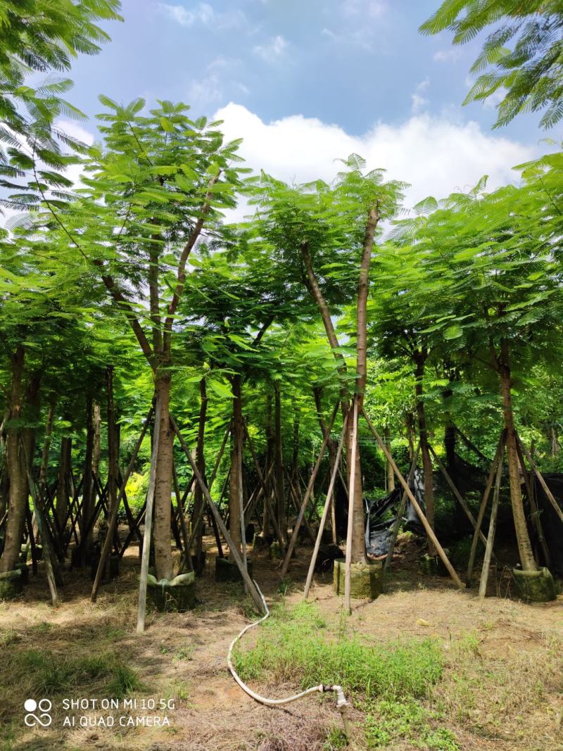 25-28-30分凤凰木袋苗供应商，广东凤凰木，普宁凤凰