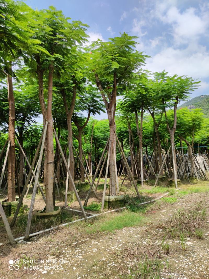 25-28-30分凤凰木袋苗供应商，广东凤凰木，普宁凤凰