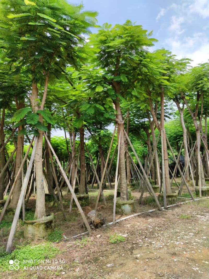 25-28-30分凤凰木袋苗供应商，广东凤凰木，普宁凤凰