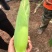 鲜玉米
