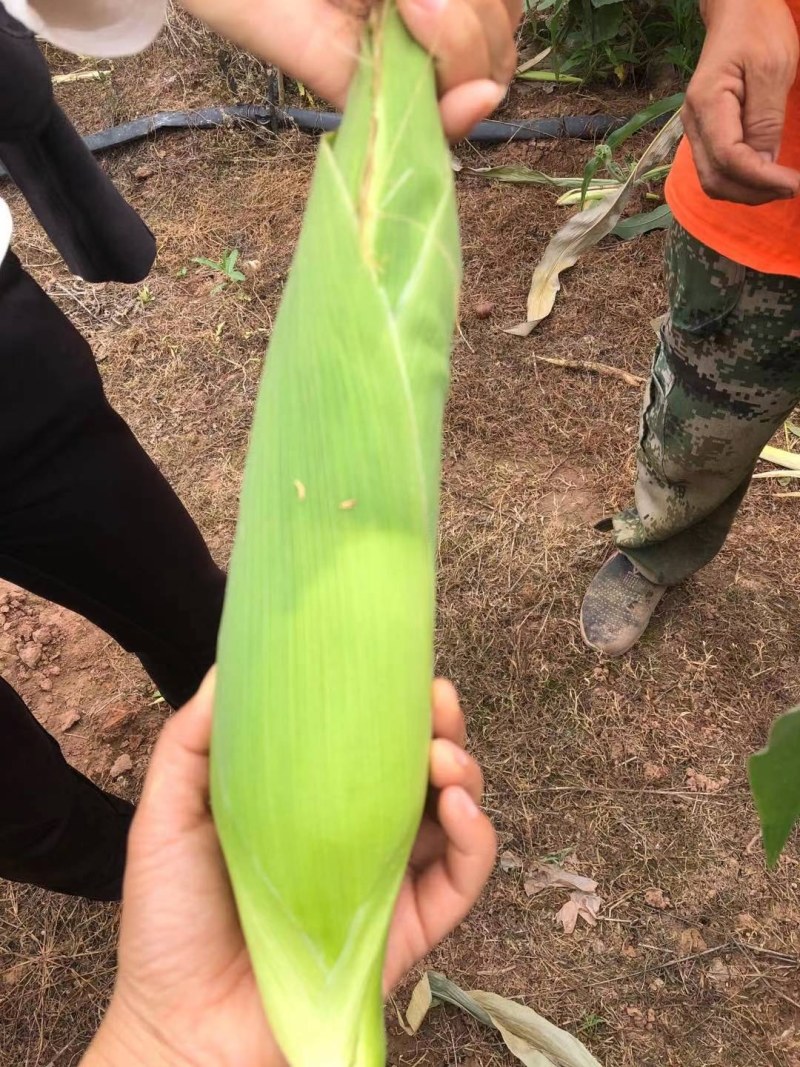 鲜玉米