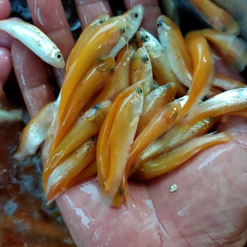 俄罗斯金丝草鱼苗。冷淡水养殖肉质更鲜美。