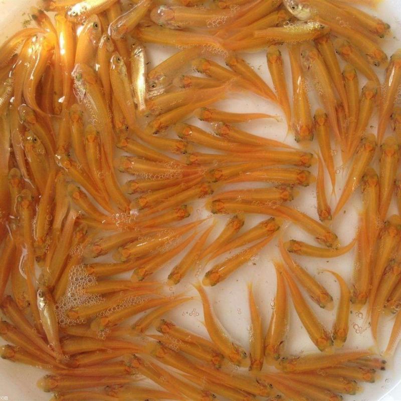 俄罗斯金丝草鱼苗。冷淡水养殖肉质更鲜美。