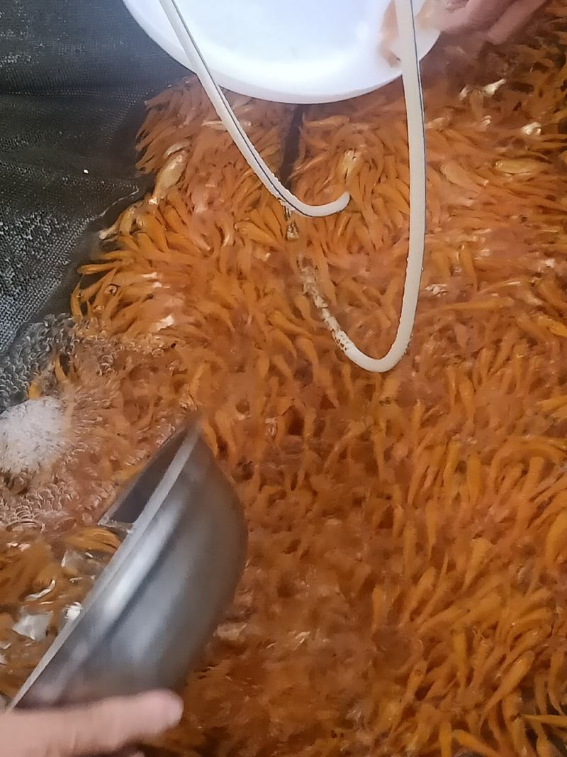 俄罗斯金丝草鱼苗。冷淡水养殖肉质更鲜美。