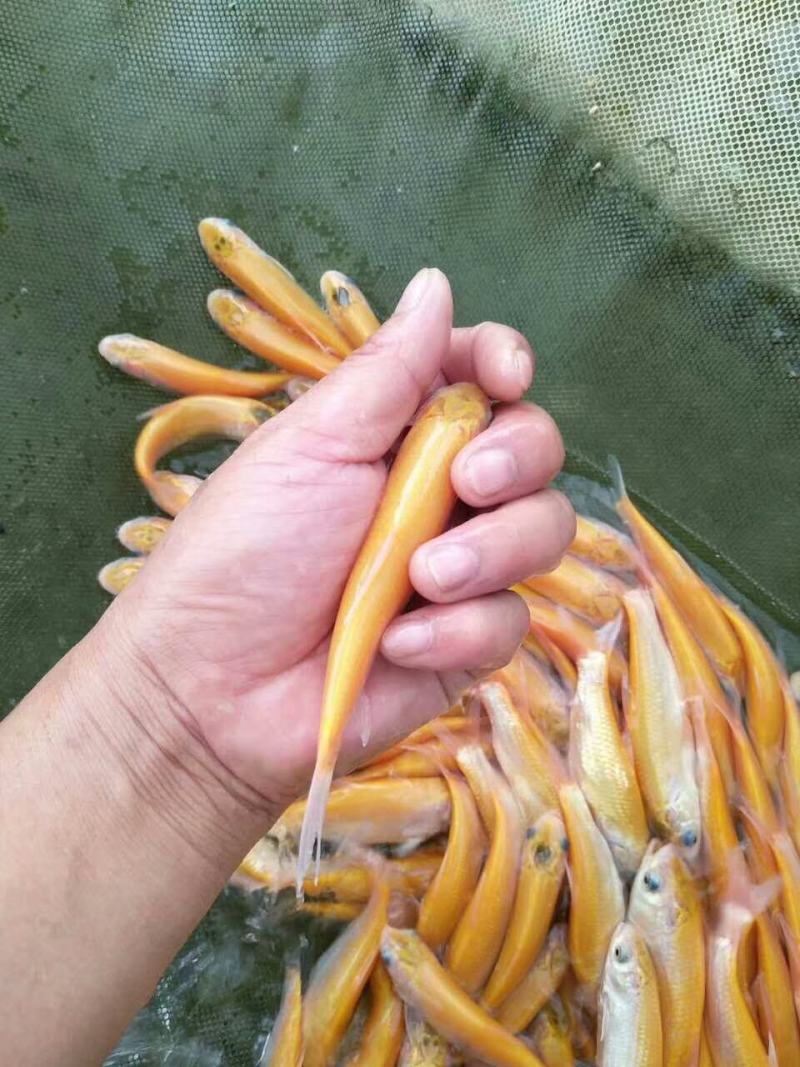 俄罗斯金丝草鱼苗。冷淡水养殖肉质更鲜美。