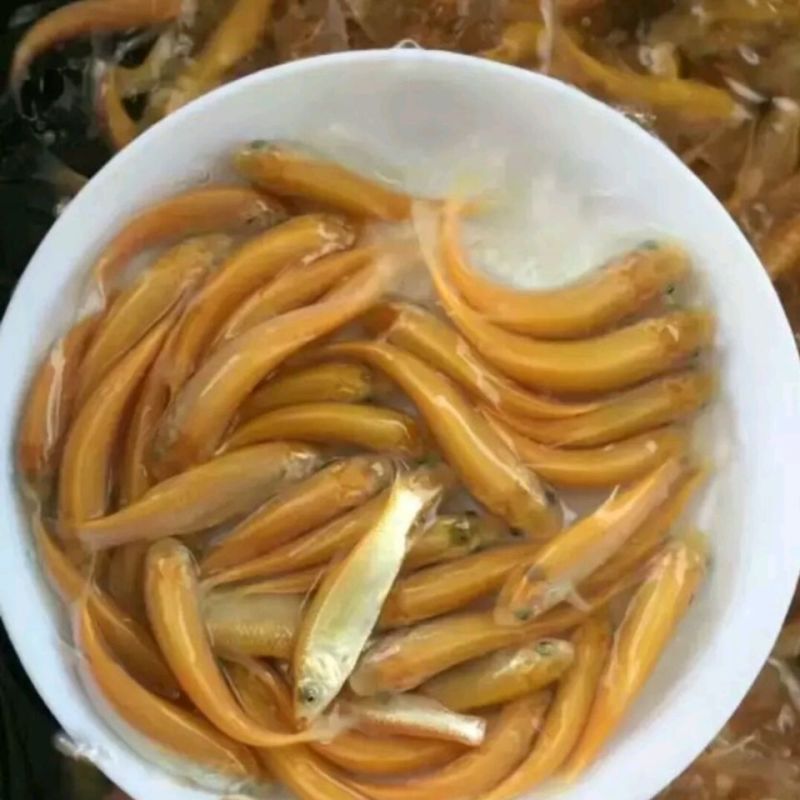 俄罗斯金丝草鱼苗。冷淡水养殖肉质更鲜美。