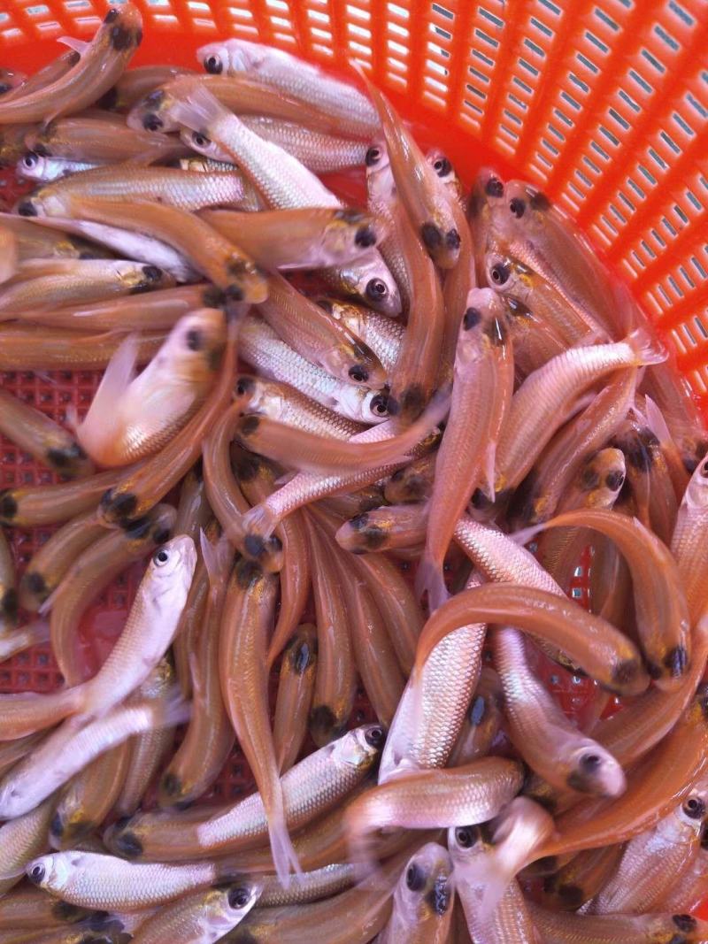 俄罗斯金丝草鱼苗。冷淡水养殖肉质更鲜美。