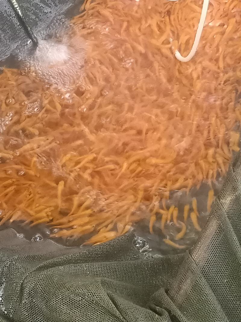 俄罗斯金丝草鱼苗。冷淡水养殖肉质更鲜美。