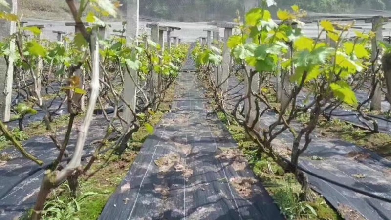 农用防草布除草布盖草地布
