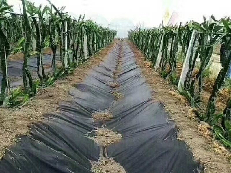 农用防草布除草布盖草地布