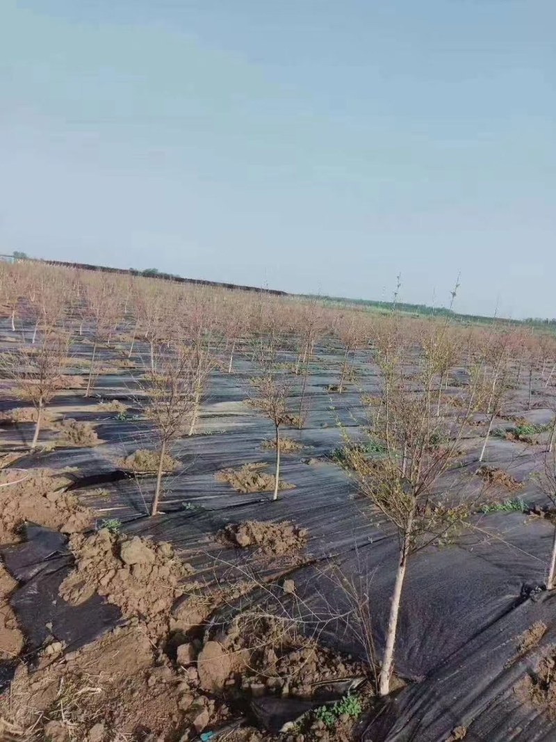 农用防草布除草布盖草地布