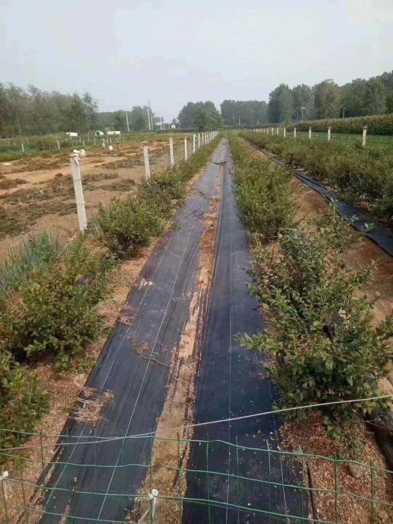 农用防草布除草布盖草地布