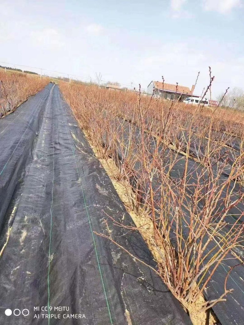 农用防草布除草布盖草地布