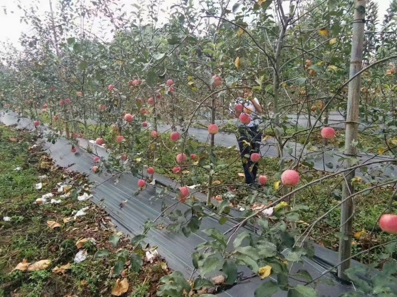 农用防草布除草布盖草地布