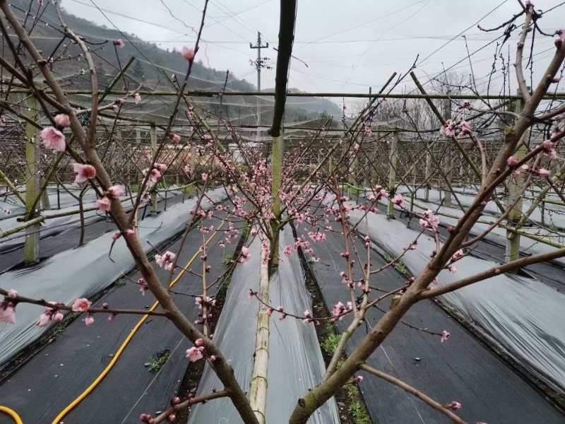 农用防草布除草布盖草地布