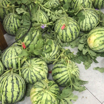 合肥西瓜🍉8424大量上市