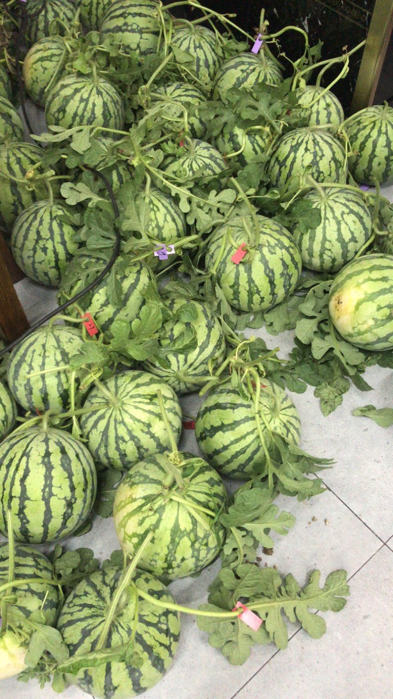 合肥西瓜🍉8424大量上市