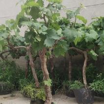 葡萄树盆栽葡萄