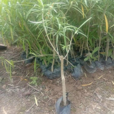 黄花夹竹桃现货大量漳州精品