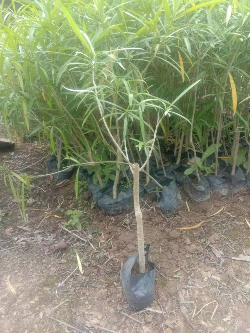黄花夹竹桃现货大量漳州精品