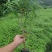 黄花夹竹桃现货大量漳州精品