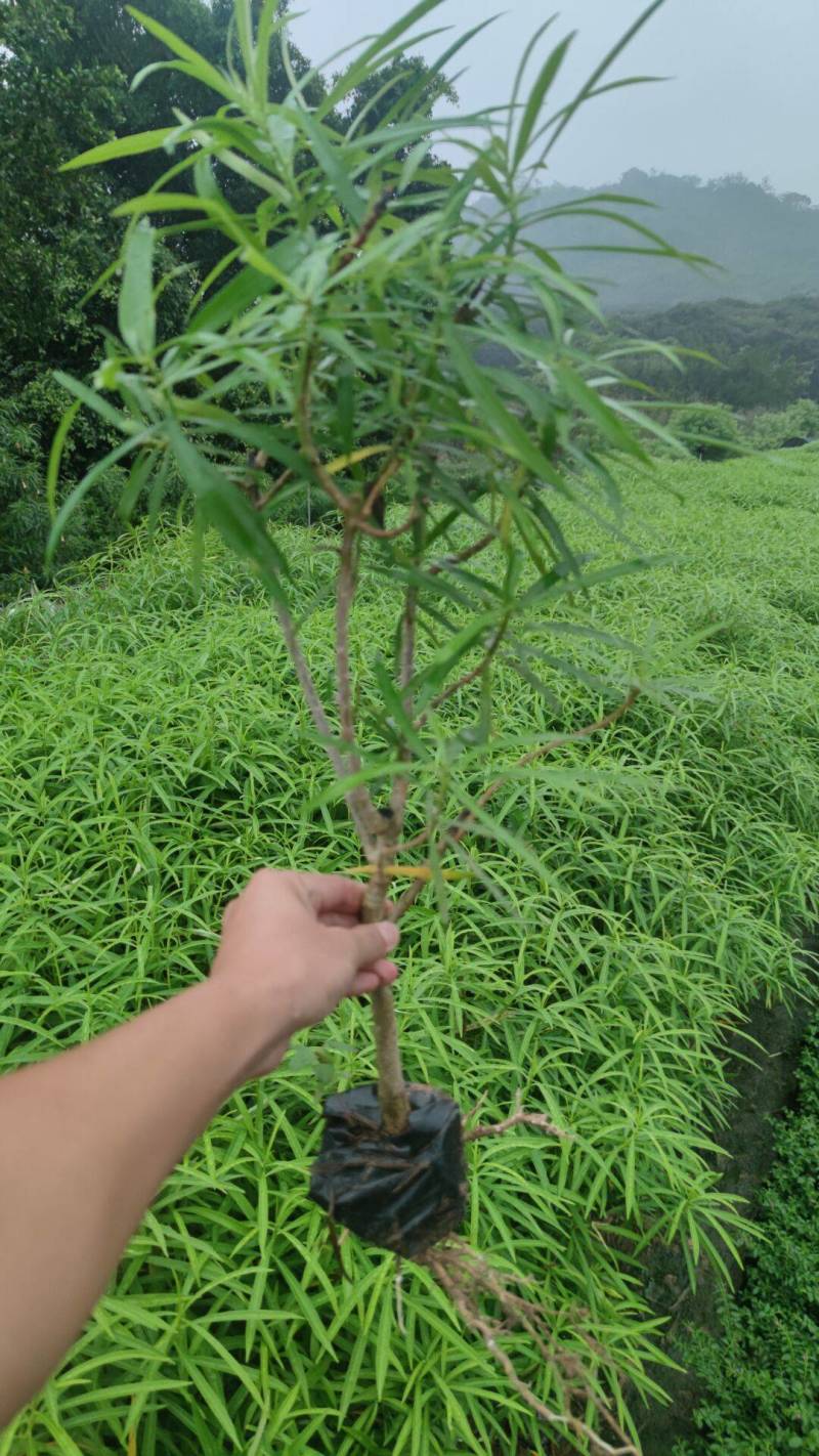 黄花夹竹桃现货大量漳州精品