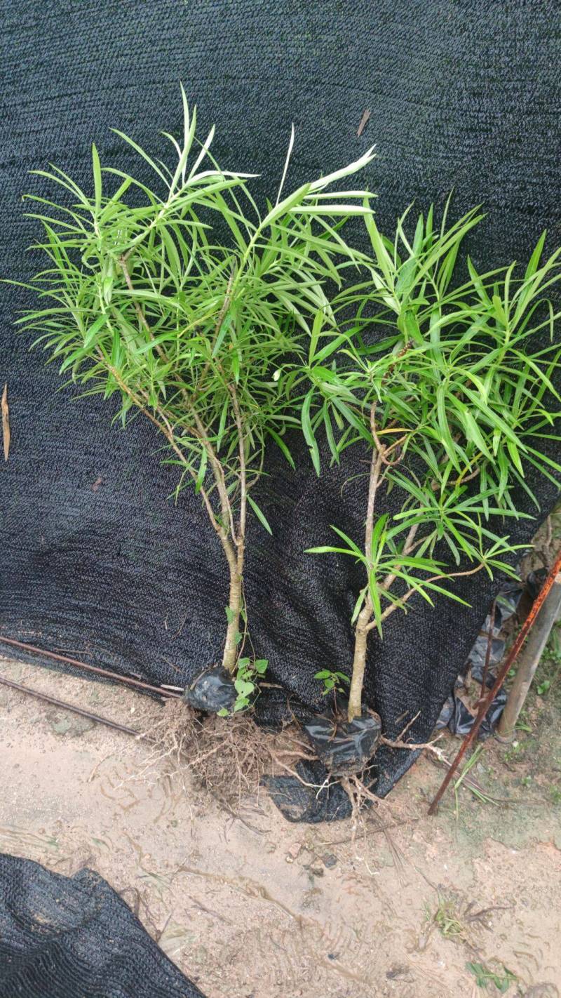 黄花夹竹桃现货大量漳州精品