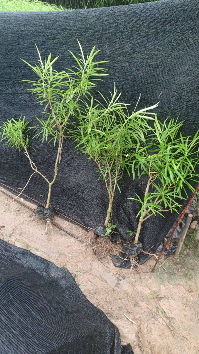 黄花夹竹桃现货大量漳州精品