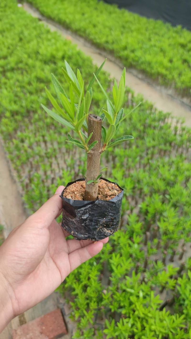 粉花夹竹桃漳州精品红花黄花高度15-40