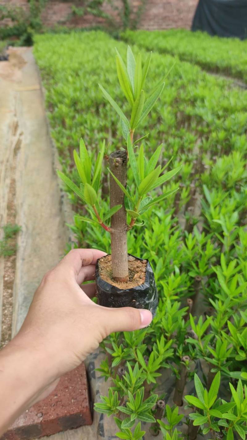 粉花夹竹桃漳州精品红花黄花高度15-40