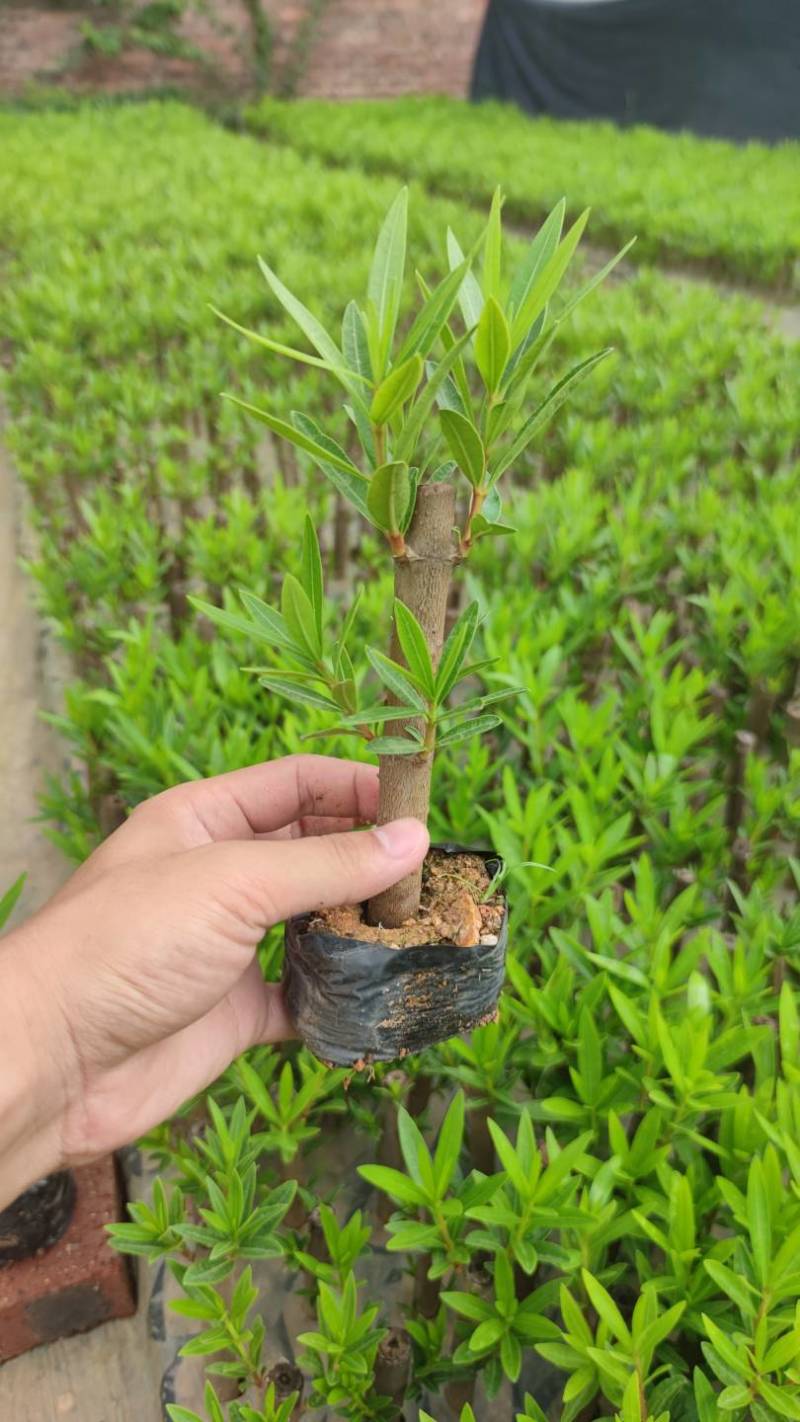 粉花夹竹桃漳州精品红花黄花高度15-40