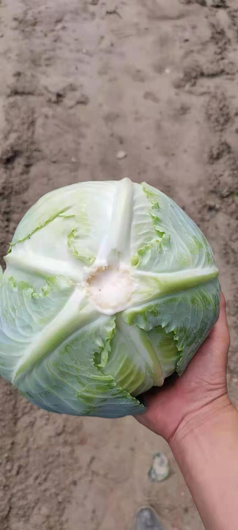 扁包菜供货加工厂，市场，牛心甘蓝，产地直供，专业代收代发