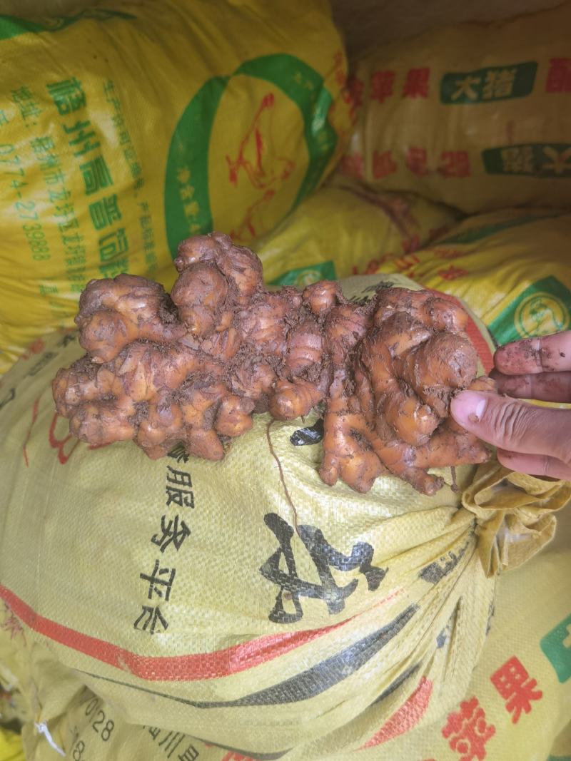 云南大牙姜