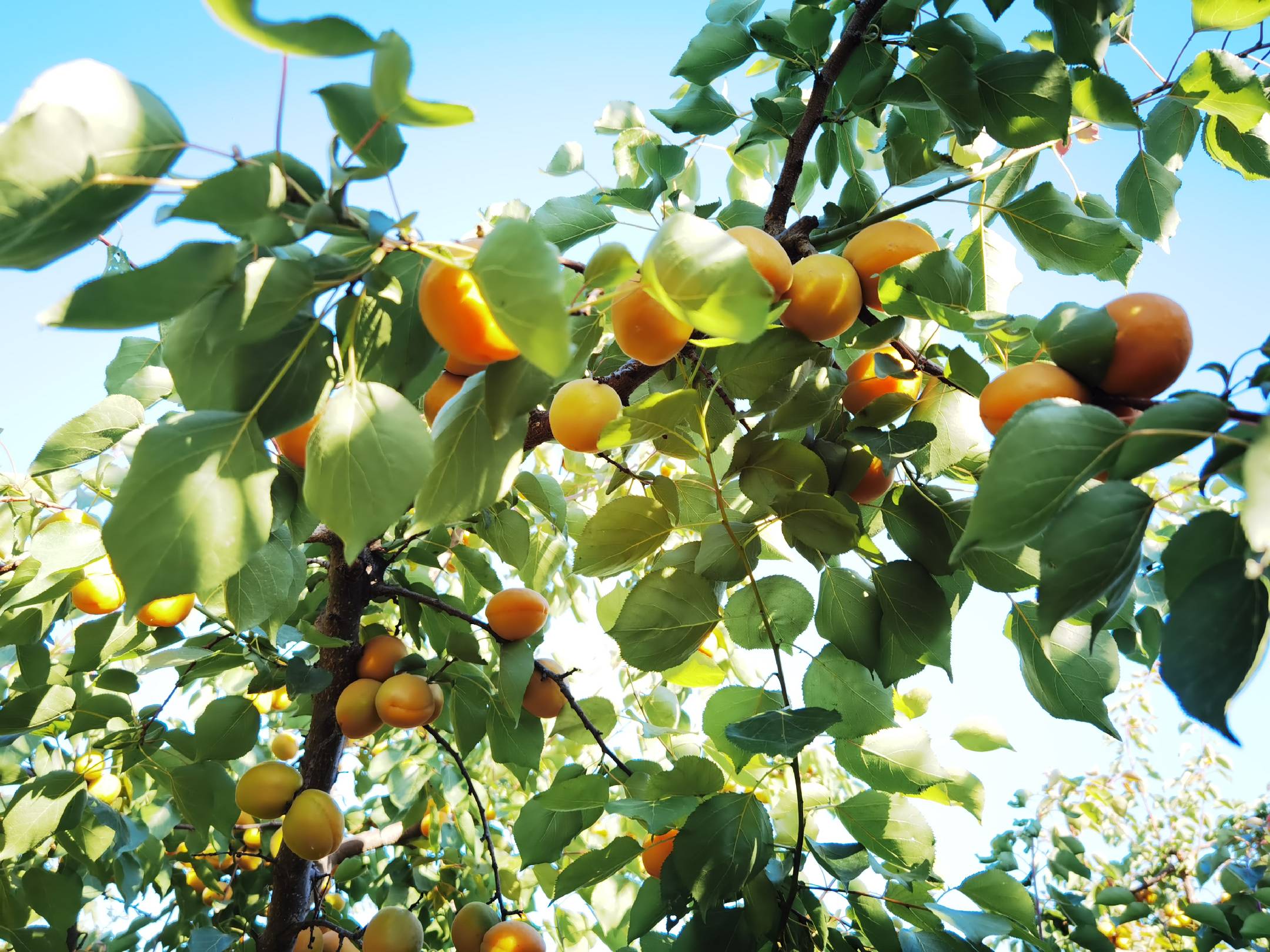 吊干杏晾晒场景