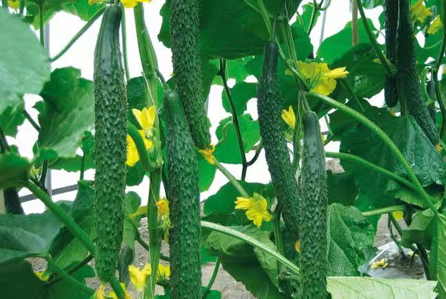 黄瓜营养成分图