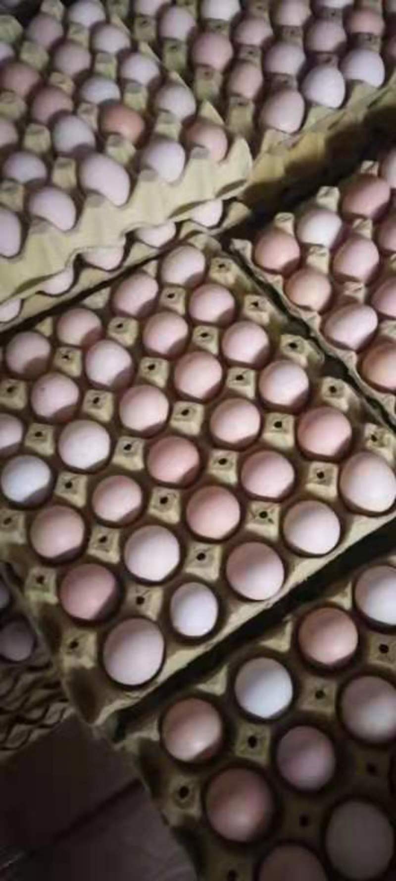 大量出售土鸡蛋初产蛋，22一29斤通通有货