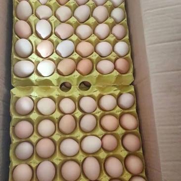 大量出售土鸡蛋初产蛋，22一29斤通通有货