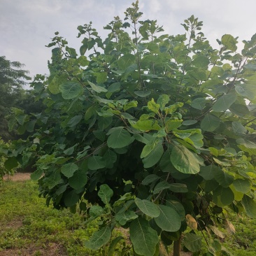 黄栌周口黄栌价格，5-8公分黄栌量大，8公分200，，