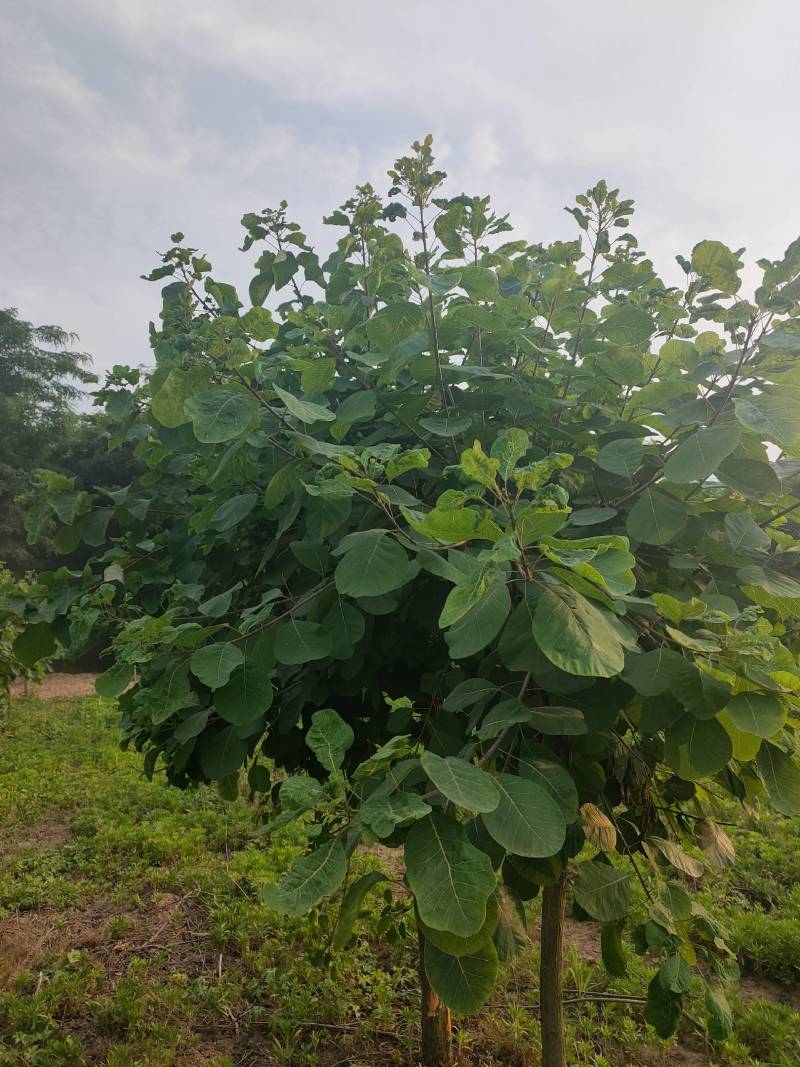 黄栌周口黄栌价格，5-8公分黄栌量大，8公分200，，