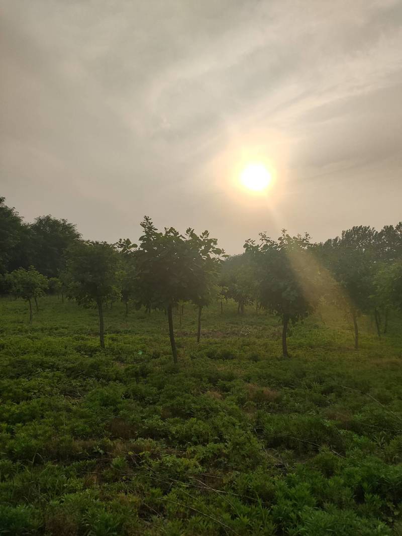 黄栌周口黄栌价格，5-8公分黄栌量大，8公分200，，