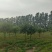 黄栌周口黄栌价格，5-8公分黄栌量大，8公分200，，