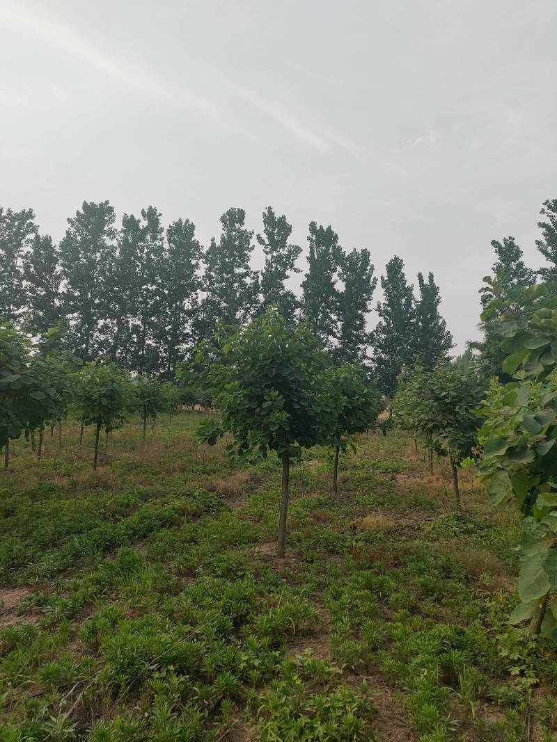 黄栌周口黄栌价格，5-8公分黄栌量大，8公分200，，