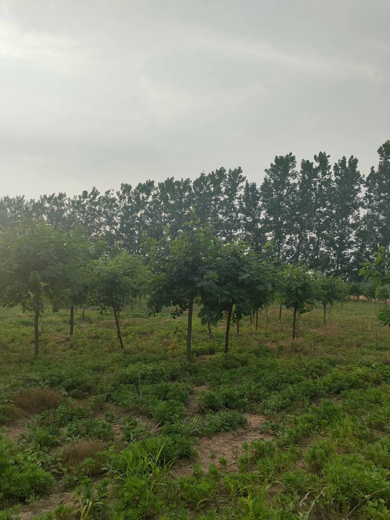 黄栌周口黄栌价格，5-8公分黄栌量大，8公分200，，