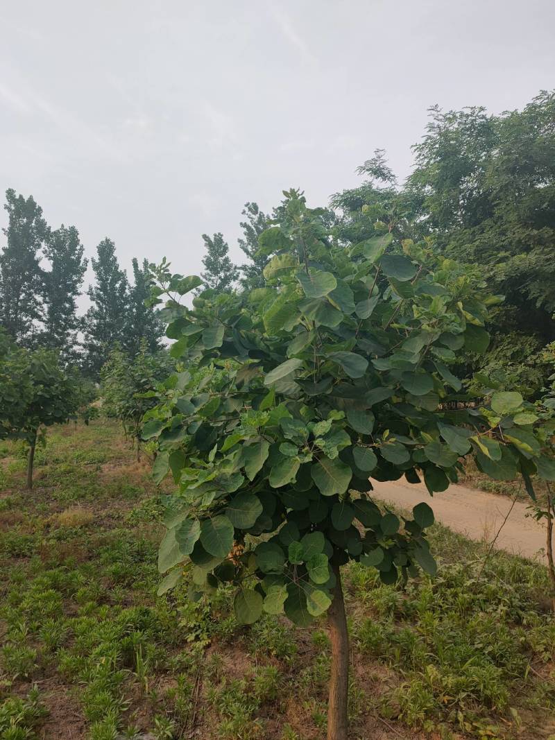 黄栌周口黄栌价格，5-8公分黄栌量大，8公分200，，