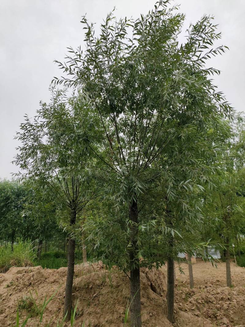 竹柳，金丝垂柳，截头发冒周口太康柳树基地14-20公分，