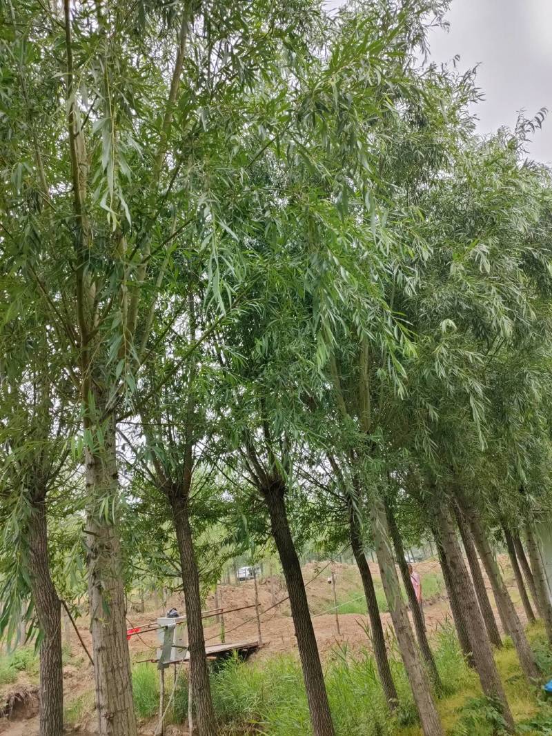 竹柳，金丝垂柳，截头发冒周口太康柳树基地14-20公分，
