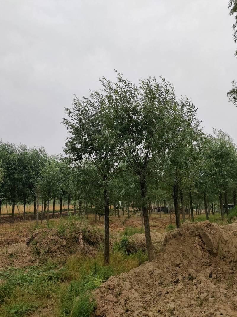 竹柳，金丝垂柳，截头发冒周口太康柳树基地14-20公分，