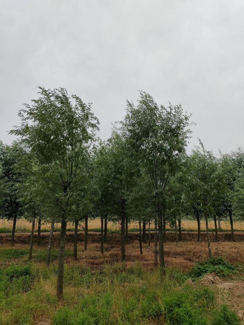 竹柳，金丝垂柳，截头发冒周口太康柳树基地14-20公分，