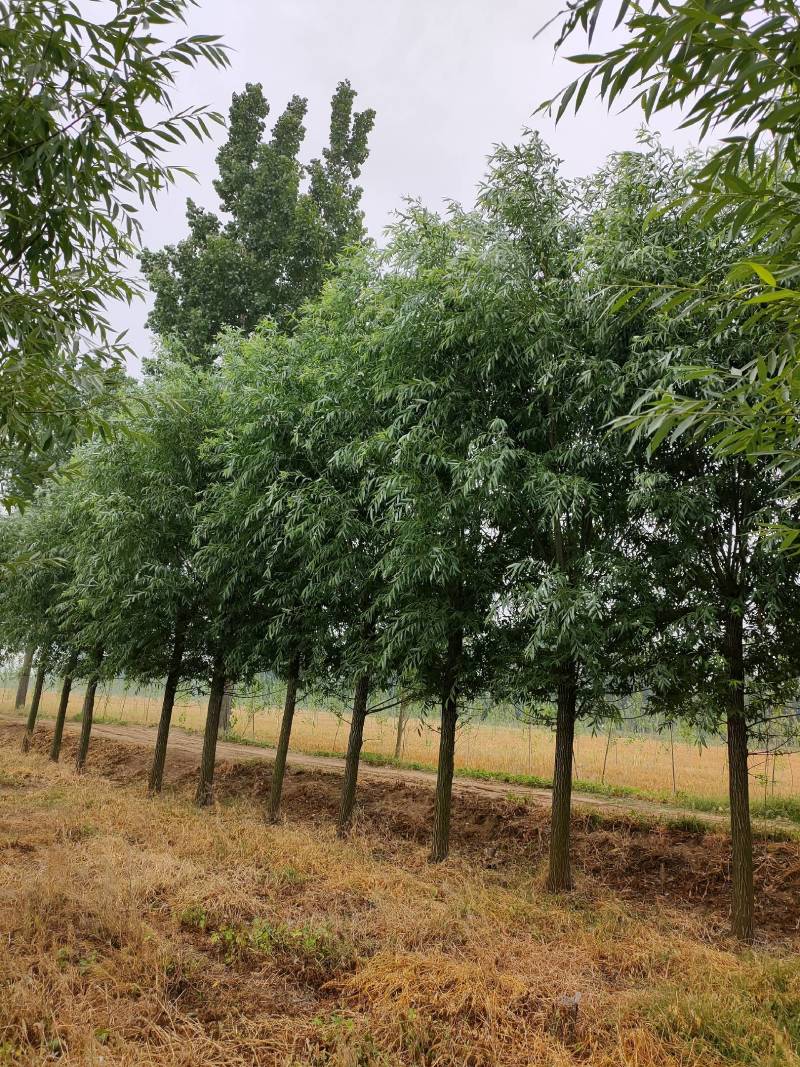 竹柳，金丝垂柳，截头发冒周口太康柳树基地14-20公分，