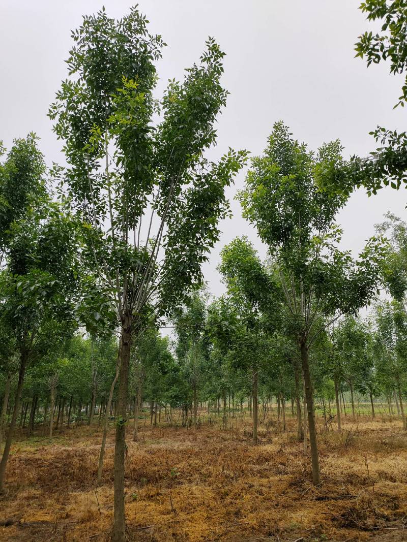 白蜡发冒12公分，周口精品白蜡10-14公分，一级货，